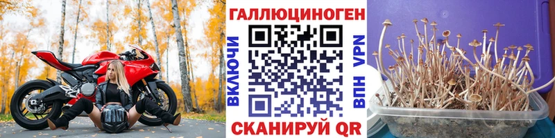 Купить  Щигры  Псилоцибиновые грибы мицелий 